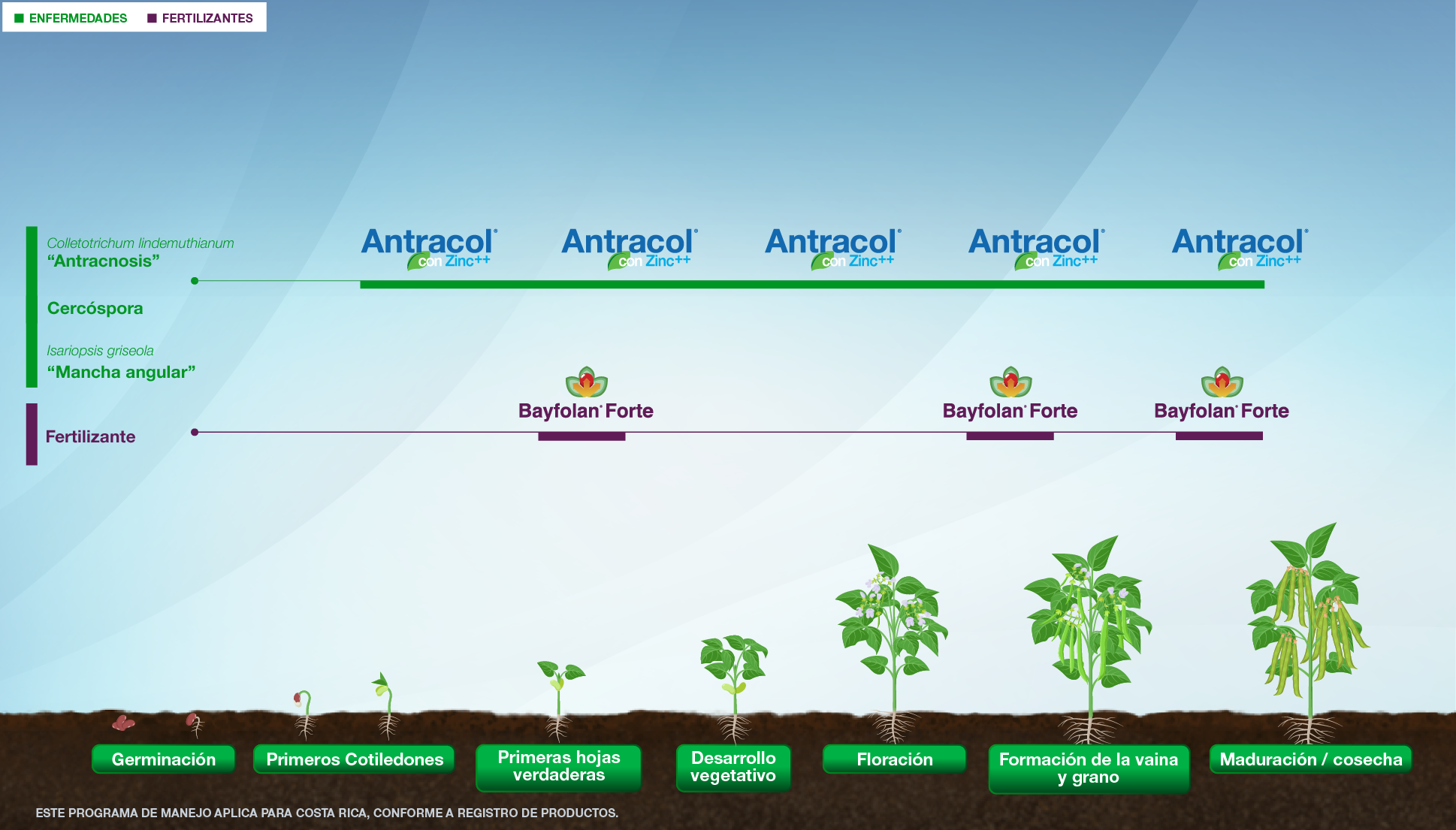 Fenología Arroz